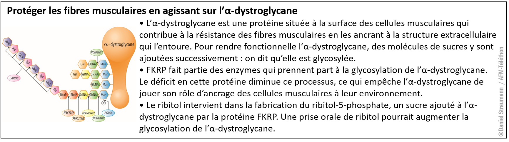 Infographie Glycosylation α-dystroglycane ribitol