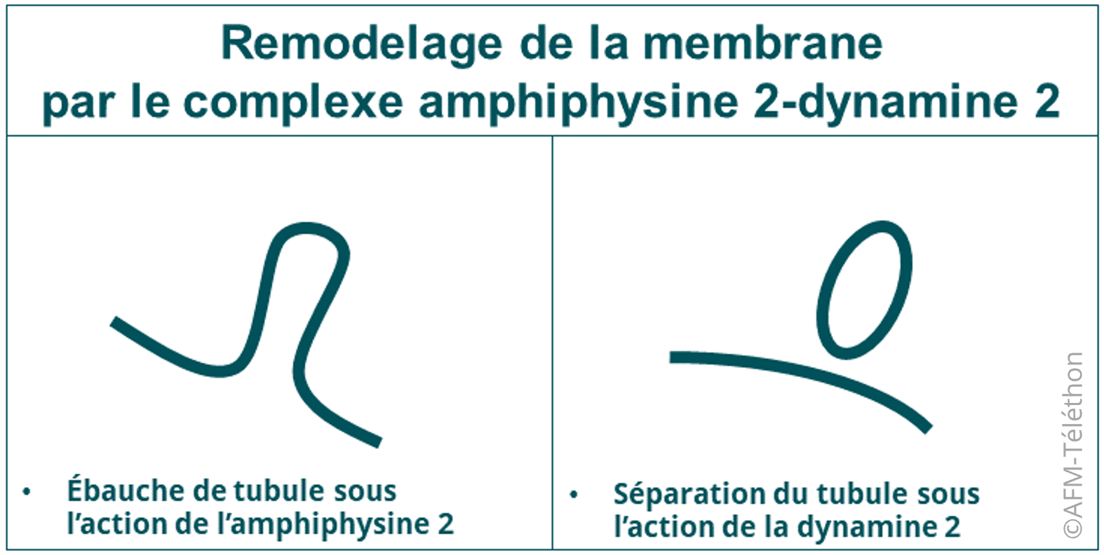 Infographie Romodelage de la membrane par le complexe amphiphysine 2 - dynamin 2