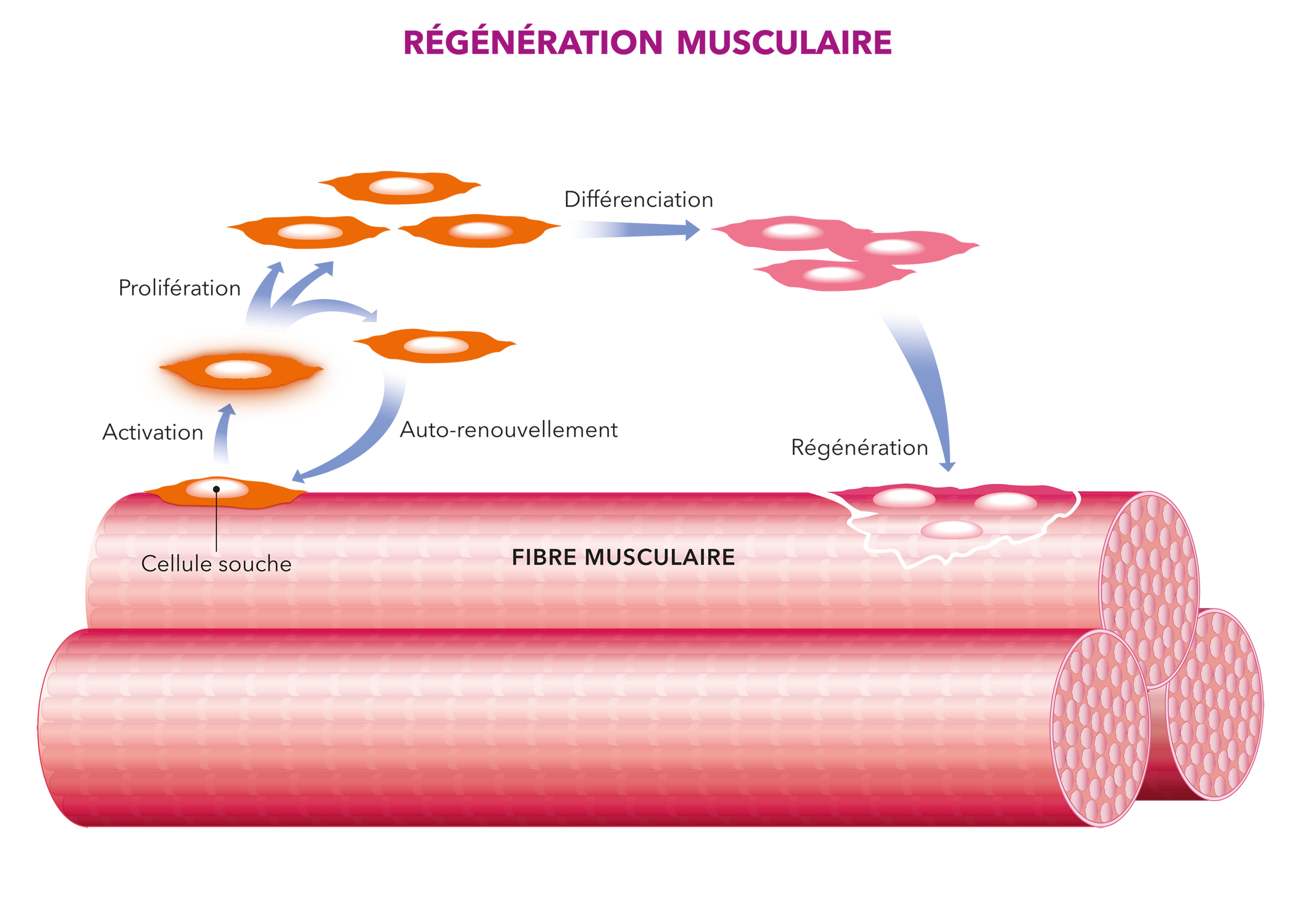 Grâce aux cellules souches, la régénération musculaire permet de réparer les fibres musculaires abimées.