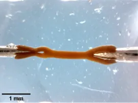 Tissu_musculaire_nanoparticules