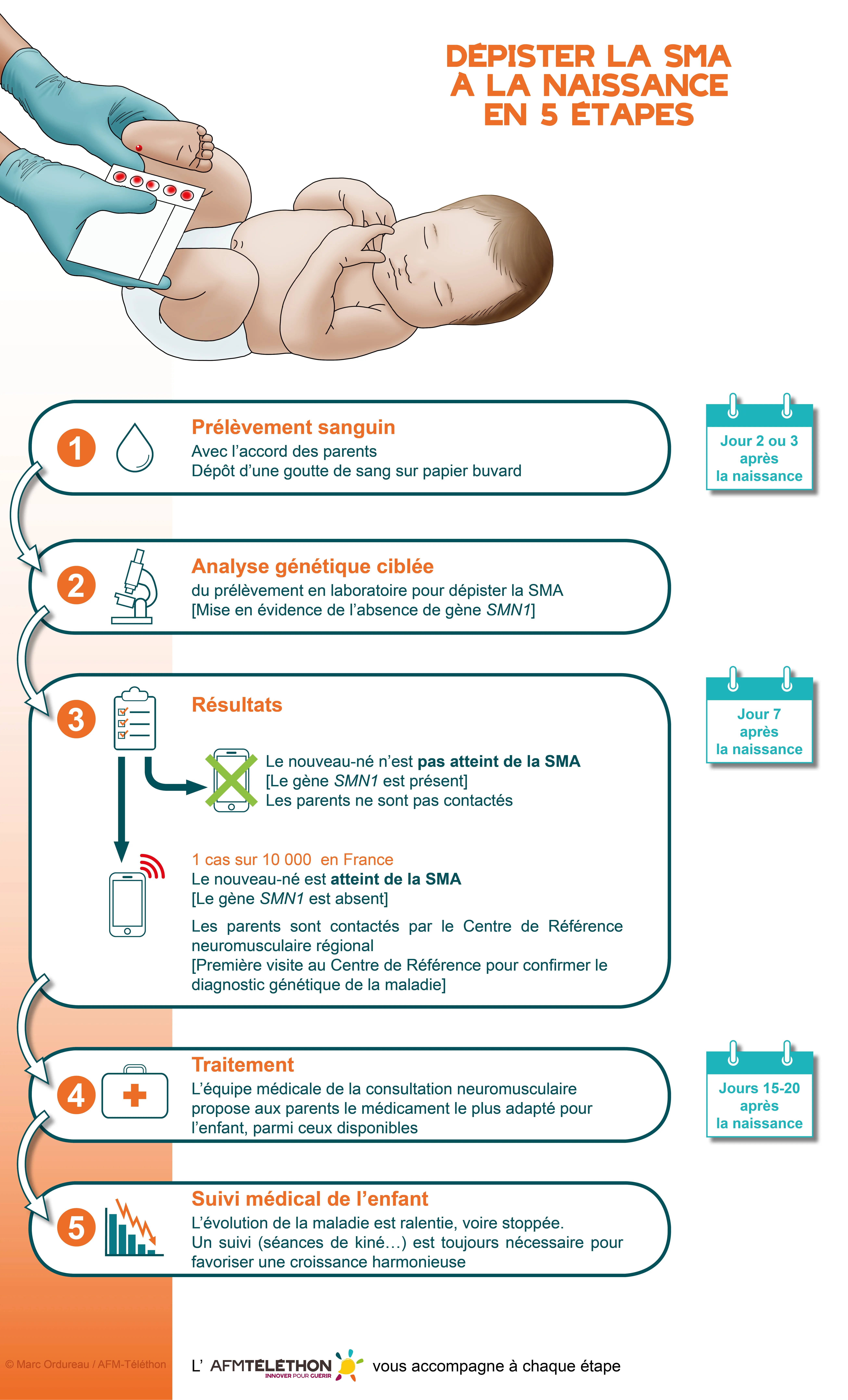 Infographie - Dépister la SMA à la naissance en 5 étapes : Prélèvement sanguin, Analyse génétique ciblée, Résultats, Traitement et Suivi médical de l'enfant