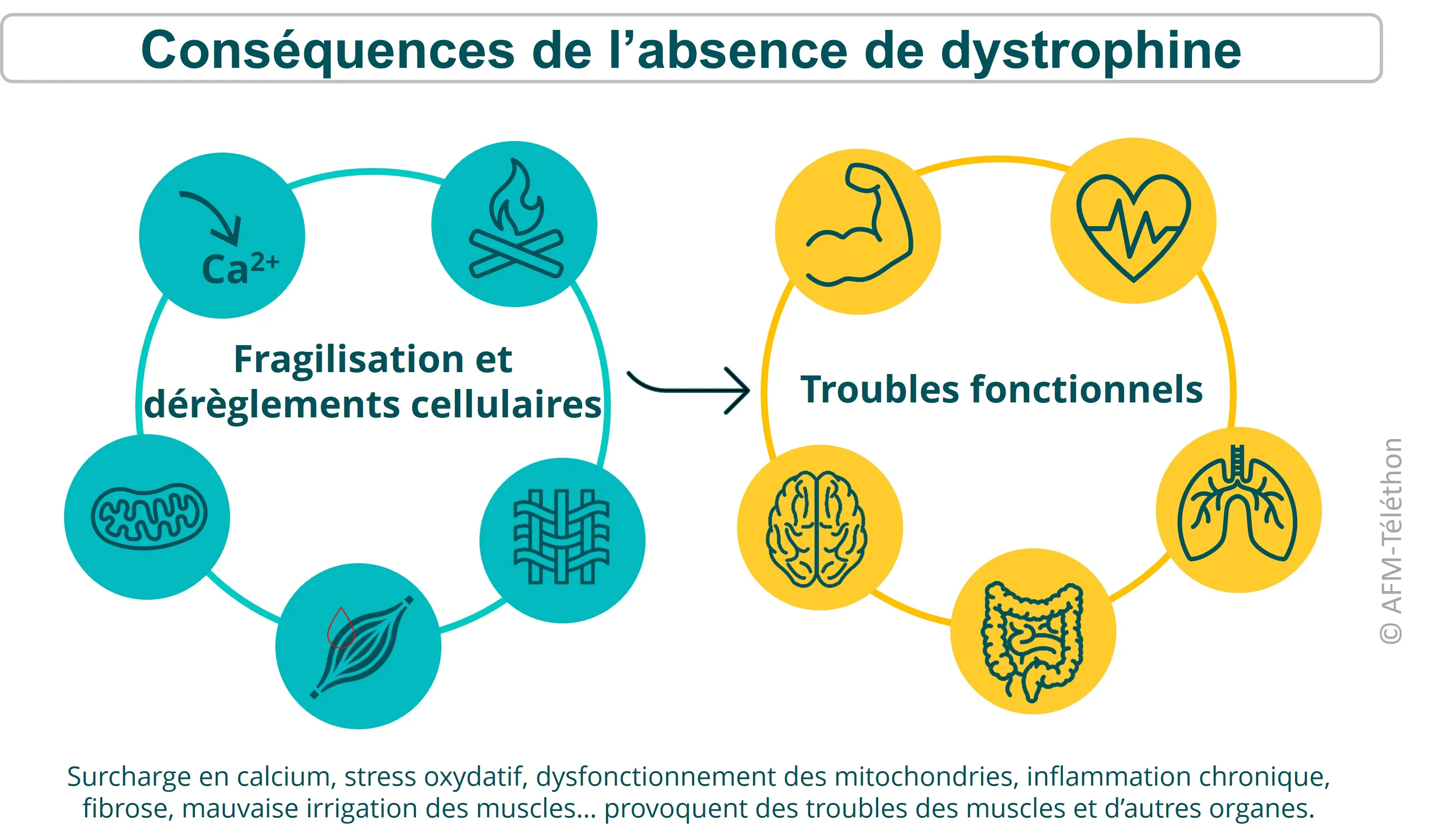 Présente les conséquences de l'absence de dystrophine sur les cellules et les tissus environnants (calcium, inflammation, fibrose, défaut d'irrigation,...) et les organes et fonctions concernés par les atteintes fonctionnelles.
