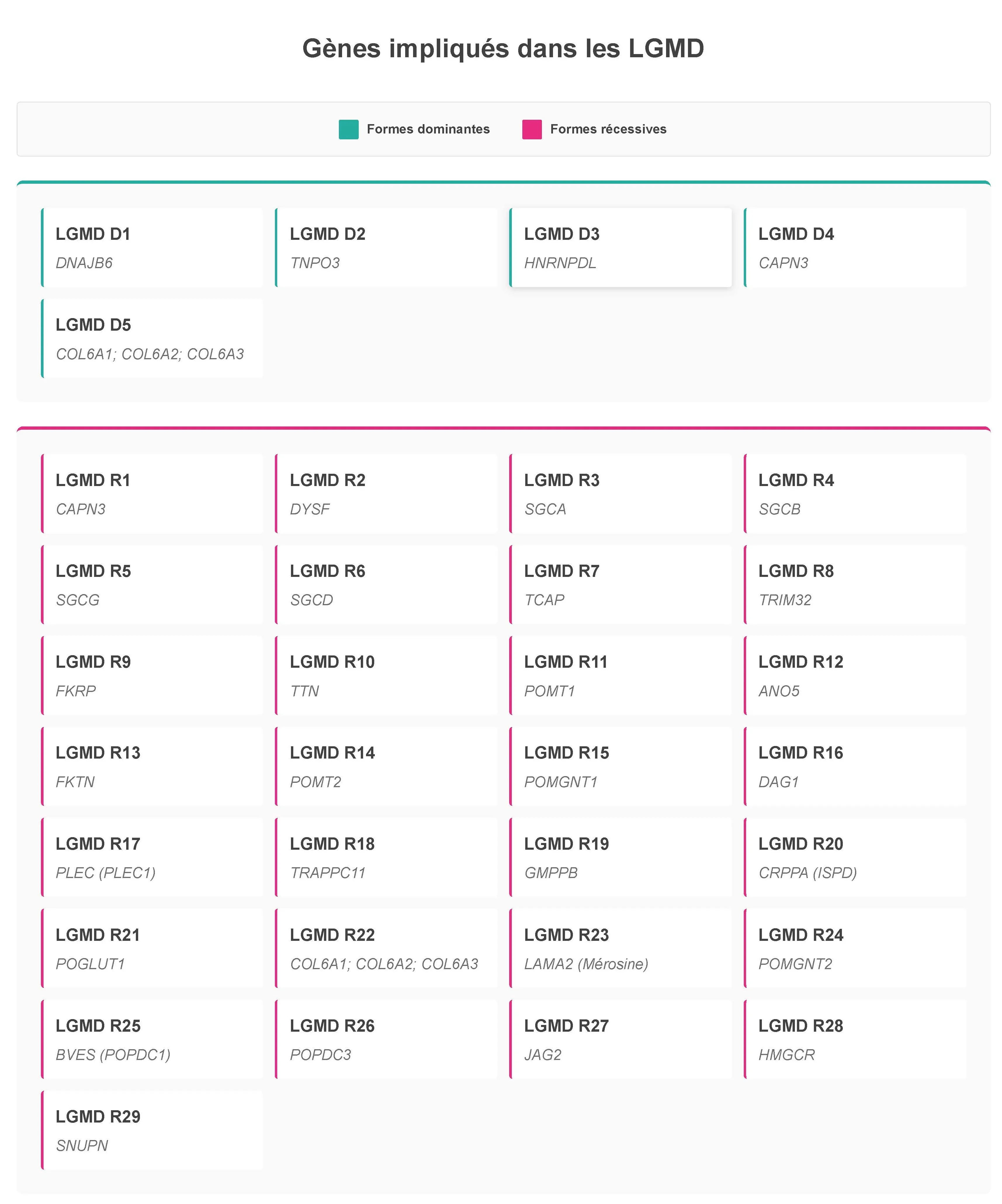 Gènes liés aux LGMD - Dominantes : D1 (DNAJB6), D2 (TNPO3), D3 (HNRNPDL), D4 (CAPN3), D5 (COL6A1; A2; A3). Récessives : R1 (CAPN3), R2 (DYSF), R3 (SGCA), R4 (SGCB), R5 (SGCG), R6 (SGCD), R7 (TCAP), R8 (TRIM32), R9 (FKRP), R10 (TTN), R11 (POMT1), R12 (ANO5), R13 (FKTN), R14 (POMT2), DR15 (POMGNT1), R16 (DAG1), R17 (PLEC(PLEC1)), R18 (TRAPPC11), R19 (GMPPB), R20 (CRPPA(ISPD)), R21 (POGLUT1), R22 (COL6A1; 6A2; A3), R23 (LAMA2(Mérosine)), R24 (POMGNT2), R25 (BVES(POPDC1)), R26 (POPDC3), R27 (JAG2), R28 (HMGCR),