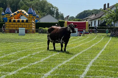 Téléthon : vache sur un terrain quadrillé pour un loto bouse lors d’une animation solidaire
