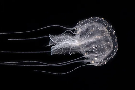 Méduse étudiée par les chercheurs de l’unité Biologie intégrative des organismes marins à Banyuls-sur-Mer