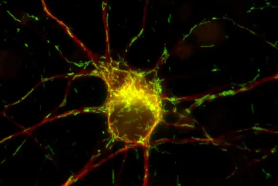 Observation en microscopie de mitochondries dans des cellules étudiées par les chercheurs à Toulouse