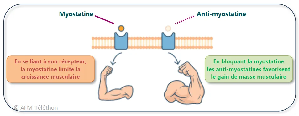 Infographie : Infographie : la myostatine limite la croissance musculaire, tandis que les anti-myostatines favorisent le gain de masse musculaire en bloquant son action.