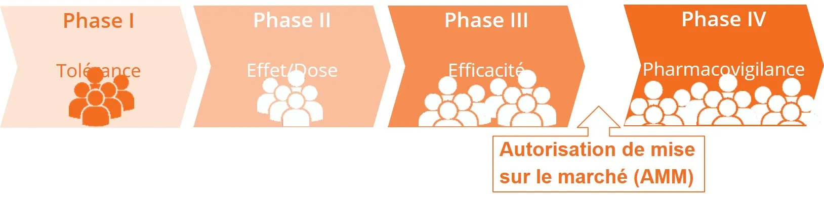 Infographie présentant les quatre phases des essais cliniques : évaluation de la tolérance, recherche de la dose et de l’effet, confirmation de l’efficacité, puis suivi de pharmacovigilance après l’autorisation de mise sur le marché.