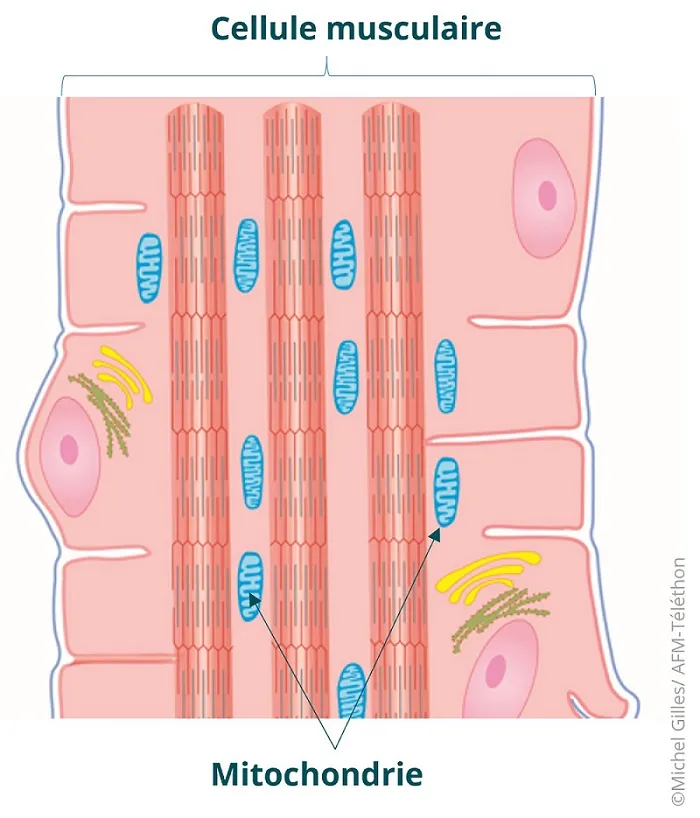 Infographie - Les mitochondries dans le muscle