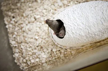 Des souris pointe le bout de leur nez