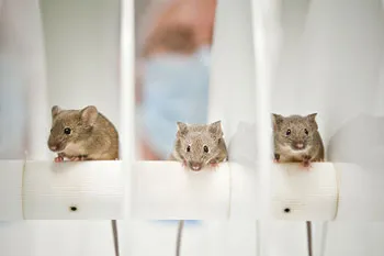 Essais sur les animaux : 3 souris dans un laboratoire de l'AFM-Téléthon