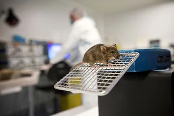 Essais chez les animaux : une souris marche sur une grille dans un laboratoire de l'AFM-Téléthon, avec un chercheur au second plan
