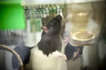 Recherche animale : une souris dans un laboratoire de l'AFM-Téléthon