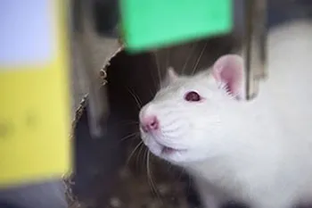 Recherche animale : une souris dans un laboratoire de l'AFM-Téléthon