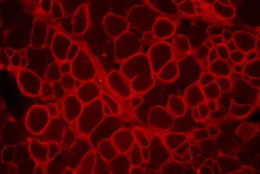 Médecin / Checheurs - Publications