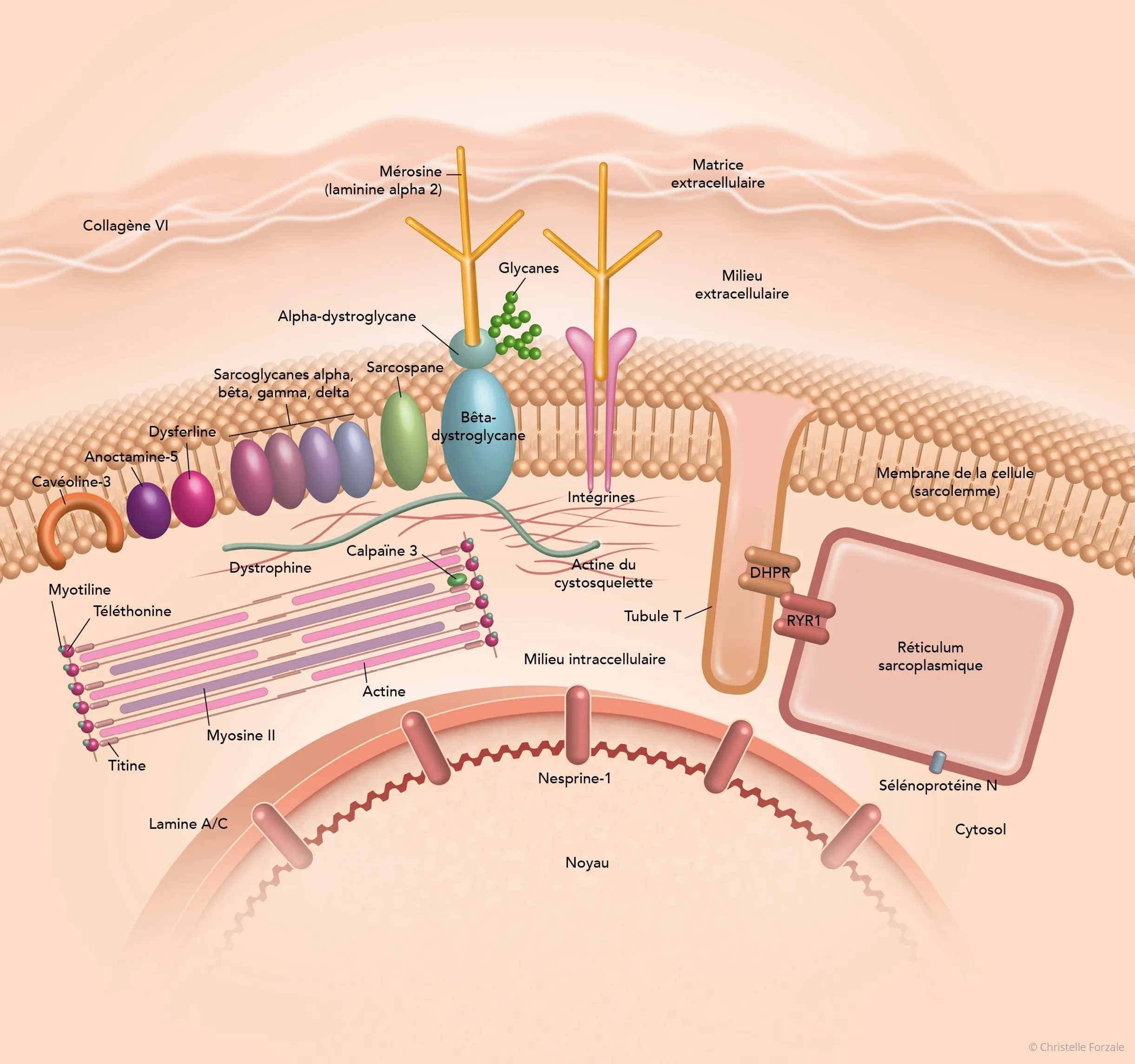 Schéma - Gros plan sur des protéines impliquées dans les DMC