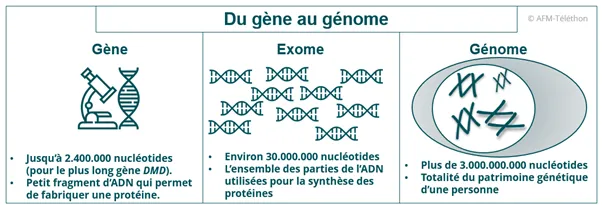 Infographie - Du gène au génome