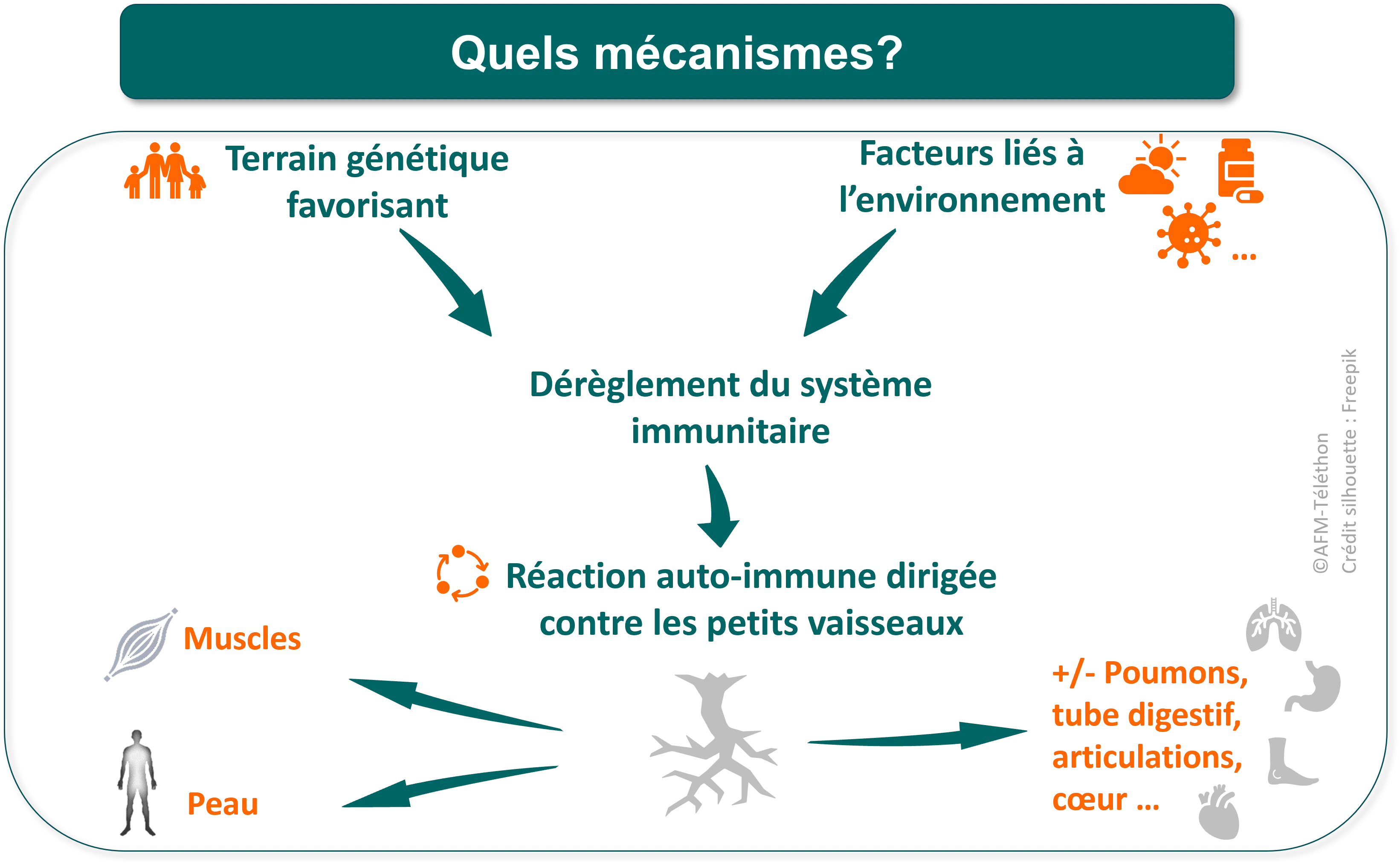 Infographie - Dermatomyosite - Quels mécanismes ?