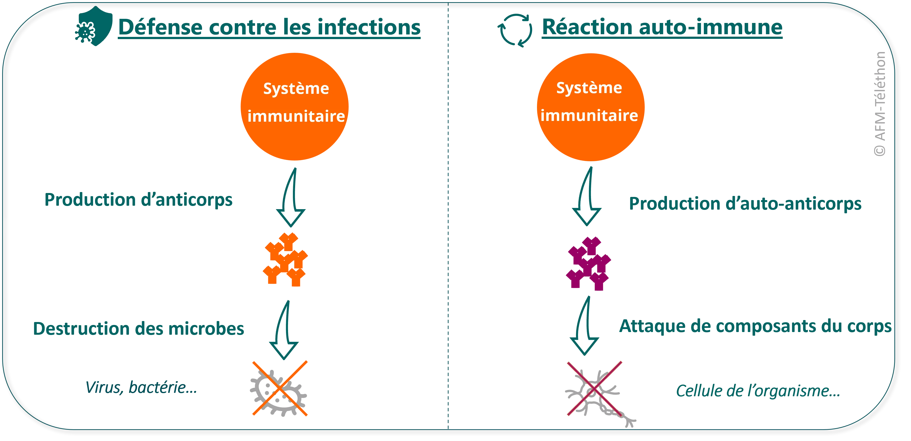 Le système immunitaire défend l’organisme contre les infections. A cet effet, il produit notamment des anticorps, qui vont entrainer la destruction des microbes. En cas de maladie auto-immune, le système immunitaire s’attaque à un constituant de l’organisme. Il produit des auto-anticorps, qui s’attaque à ce composant.