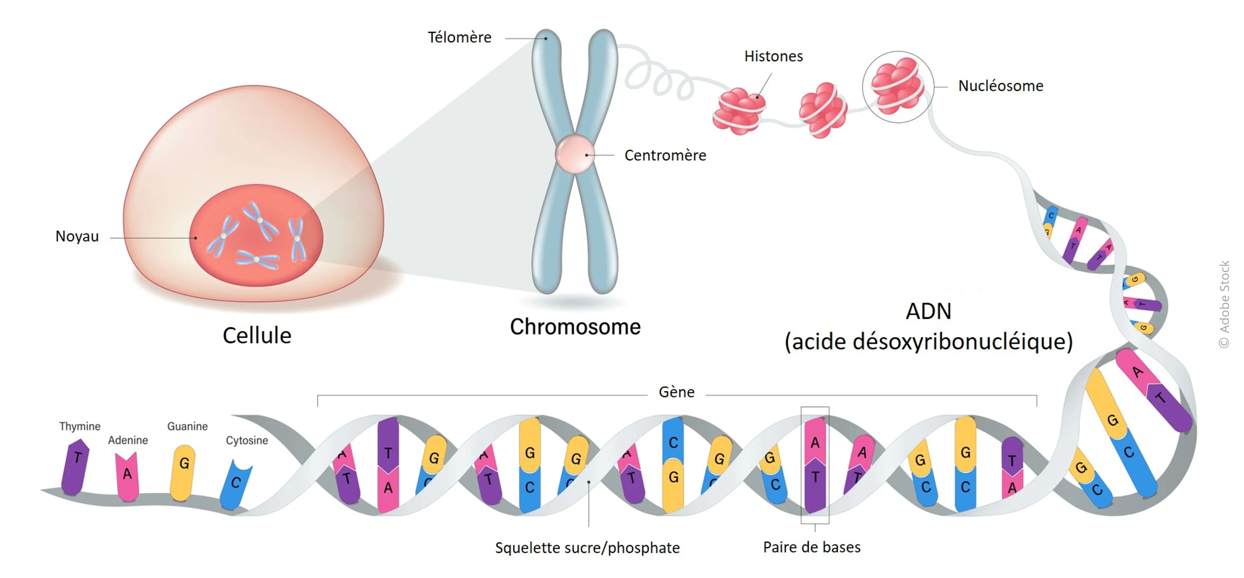 Schéma ADN et Chromosomes