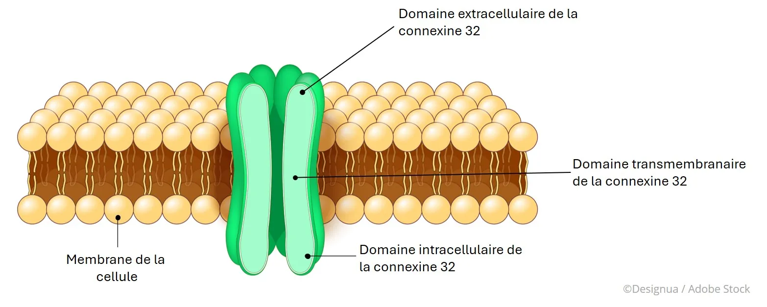 Schéma membrane cellulaire humaine