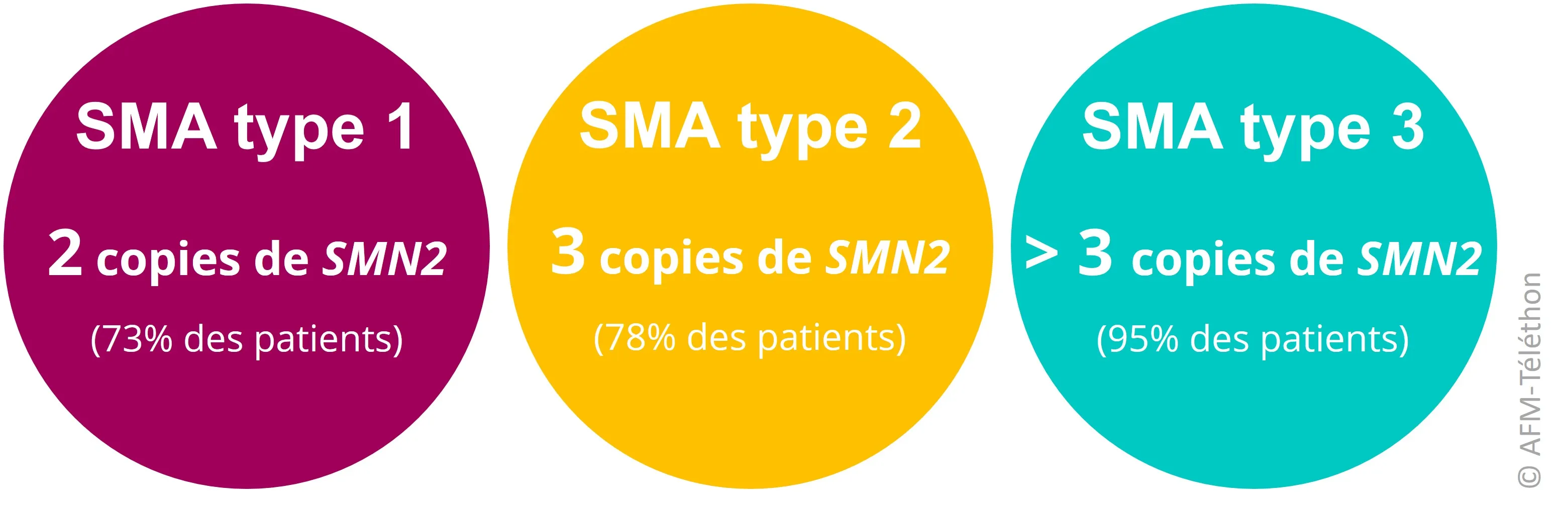 Infographie SMA copies SMN2 - SMA type 1 : 2 copies de SMN2 (73% patients) // SMA type 2 : 3 copies de SMN2 (78% des patients) // SMA type 3 : plus de 3 copies de SMN2 (95% des patients)