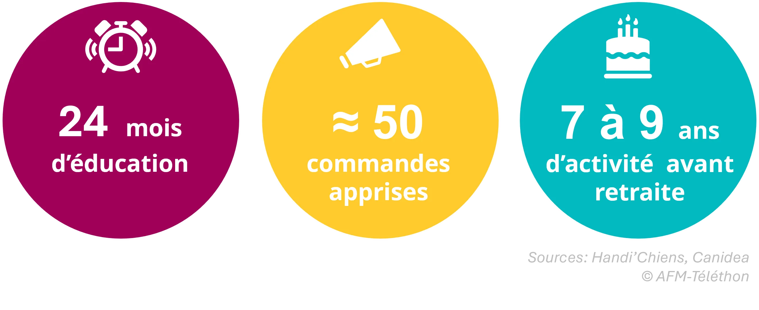 Infographie Chien d'assistance en chiffres : 24 mois d'éducation - environ 50 commandes apprises - 7 à 9 ans d'activité avant retraite