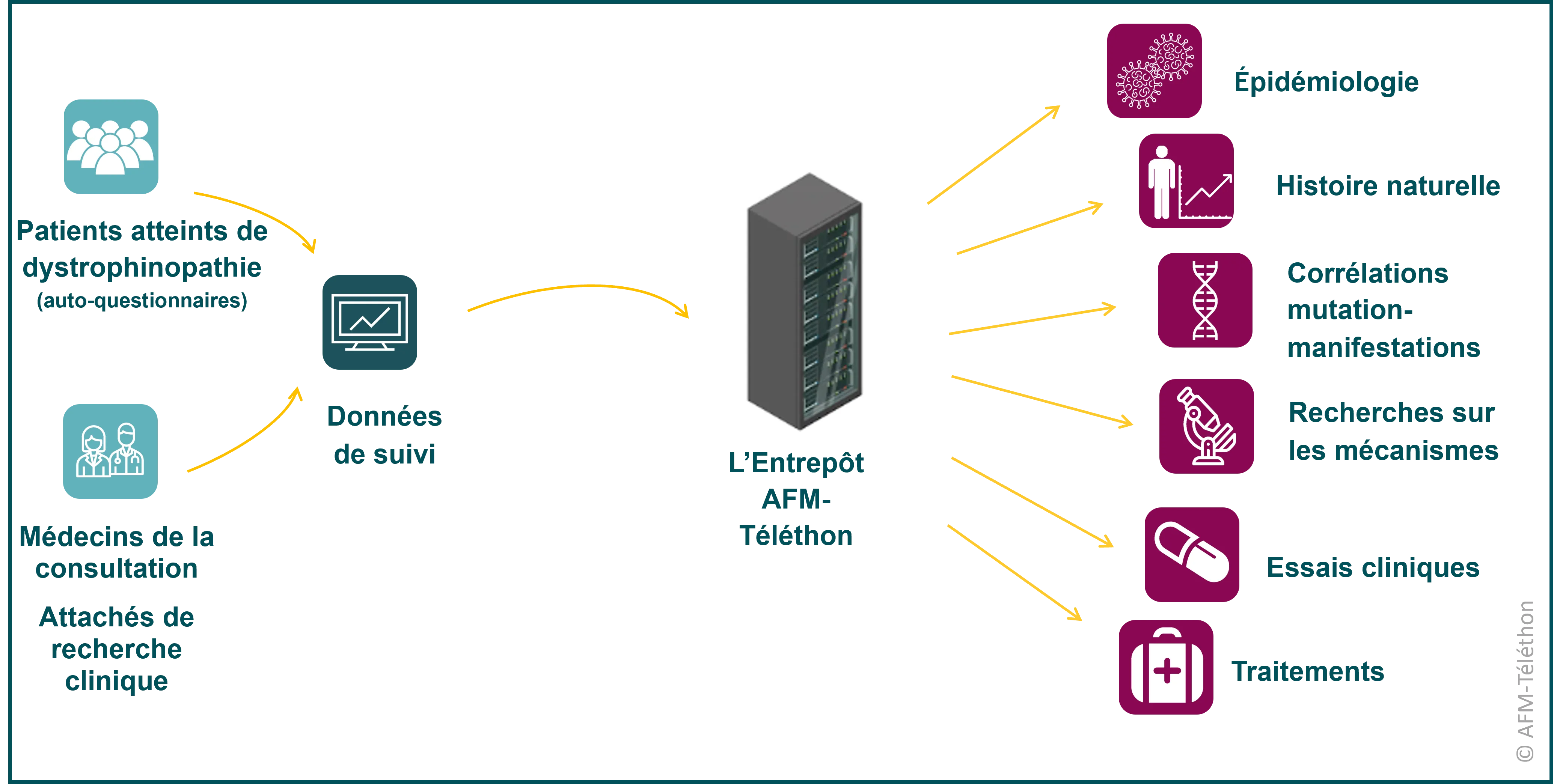 Infographie - Base de données dystrophinopathie