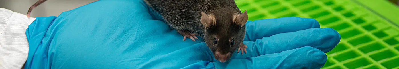 Recherche animale : une souris dans un laboratoire de l'AFM-Téléthon