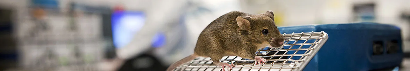 une souris marche sur une grille dans un labo de recherche