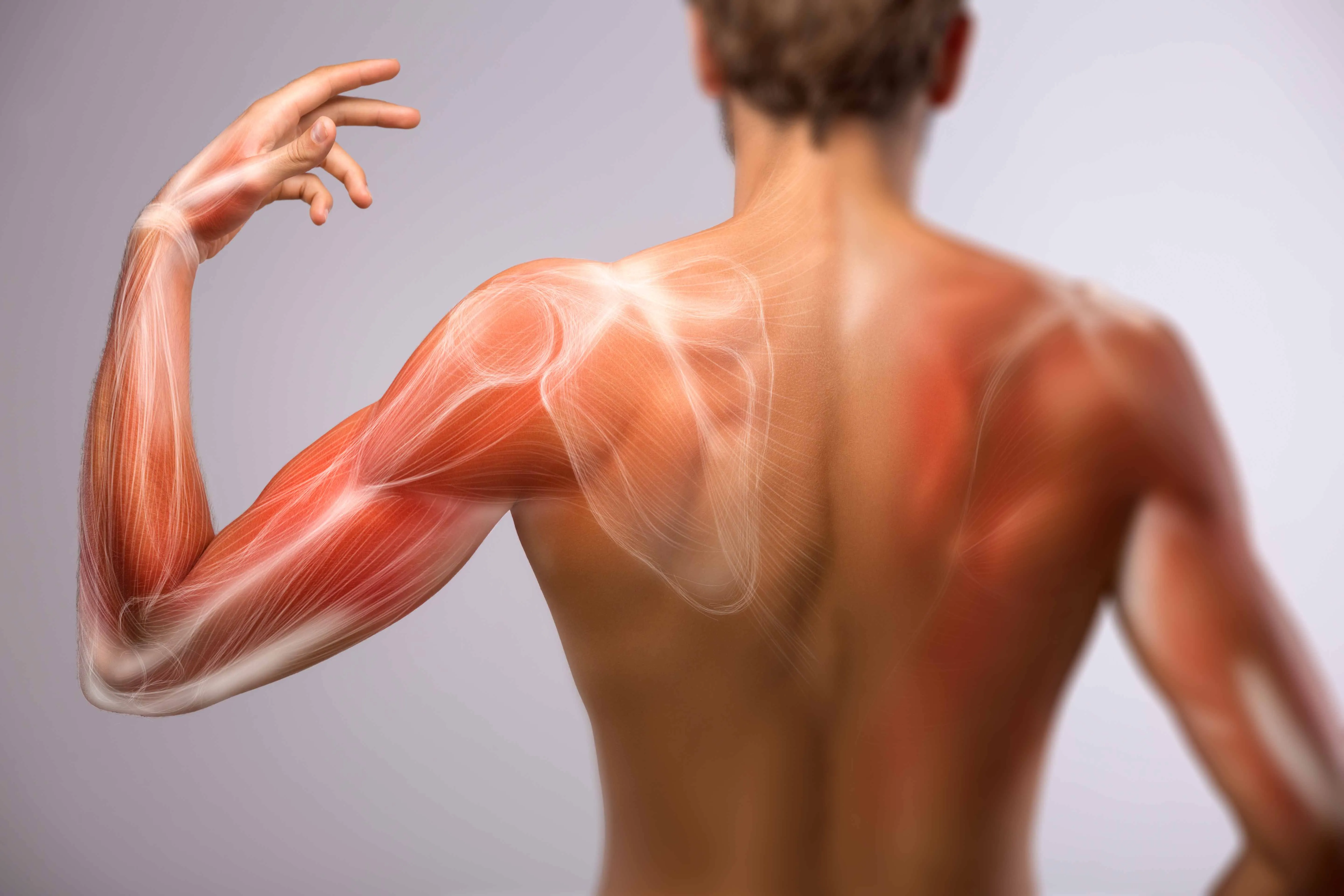 Supinateur, lombricaux, biceps… Les muscles du bras, indicateurs d'une  santé qui a de la poigne !