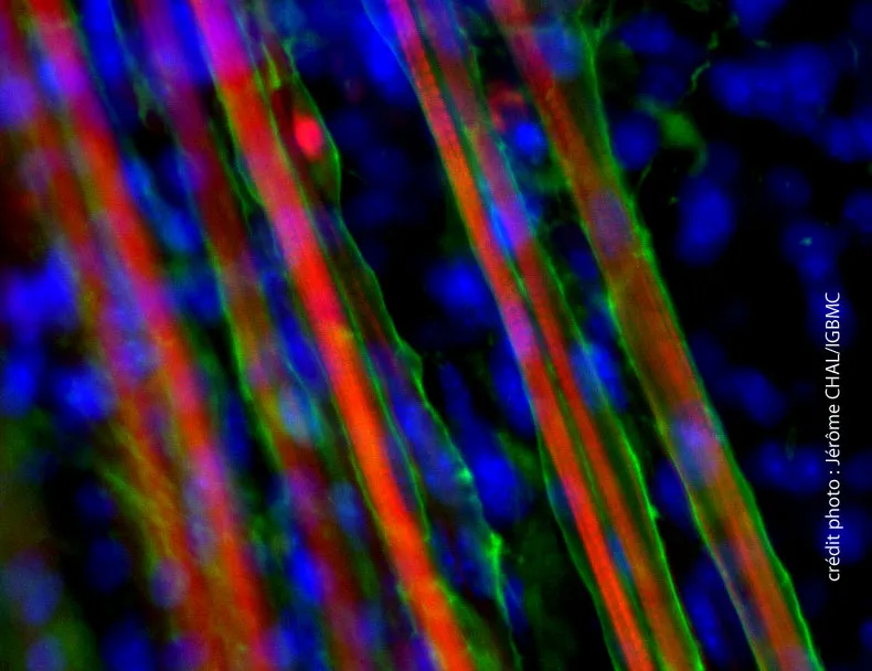Groupe de fibres musculaires différenciées in vitro à partir de cellules souches pluripotentes
