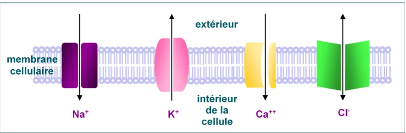 canon ionique et membrane cellulaire