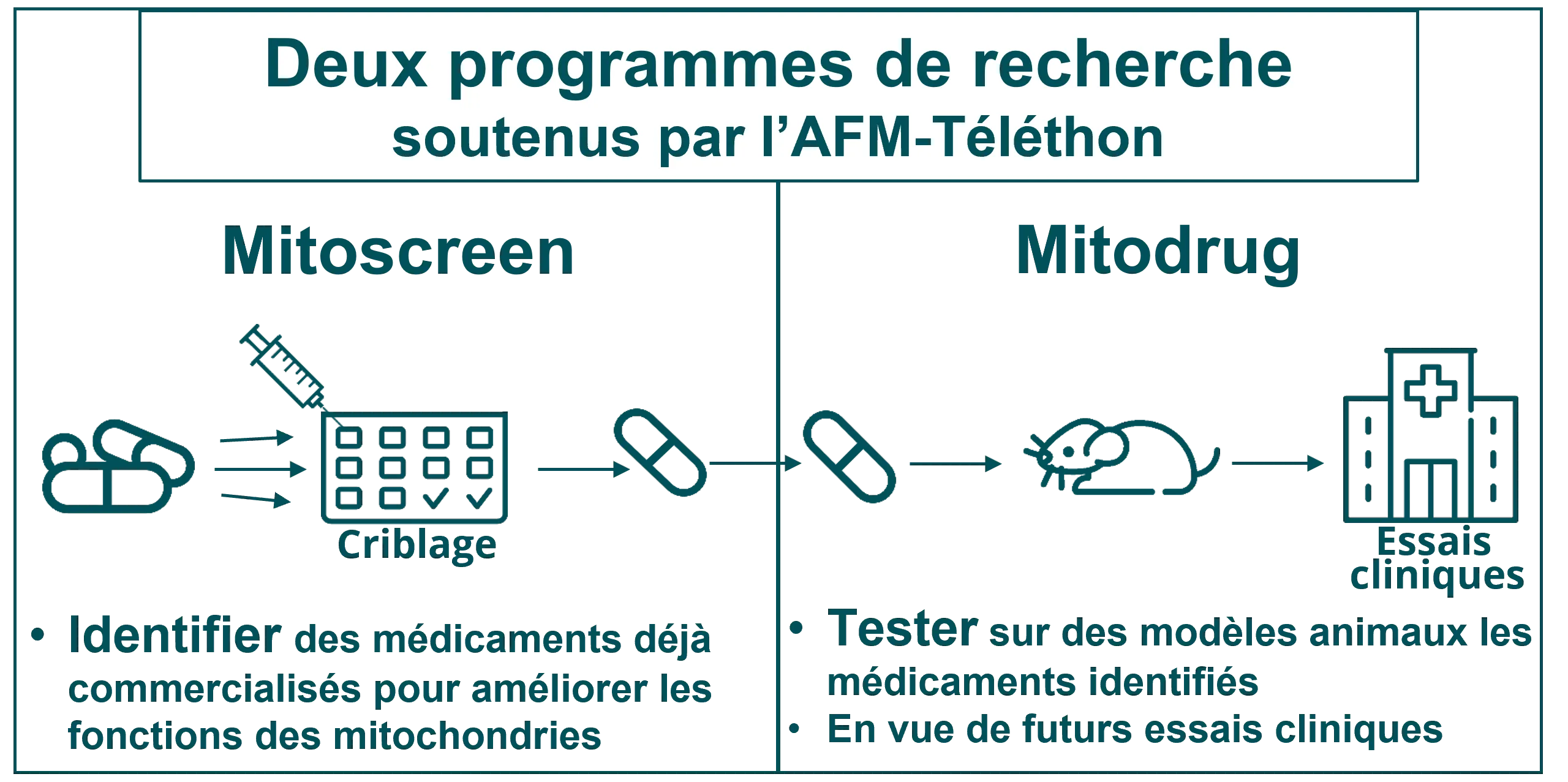 Infographie - Deux programmes de recherche soutenus par l'AFM-Téléthon