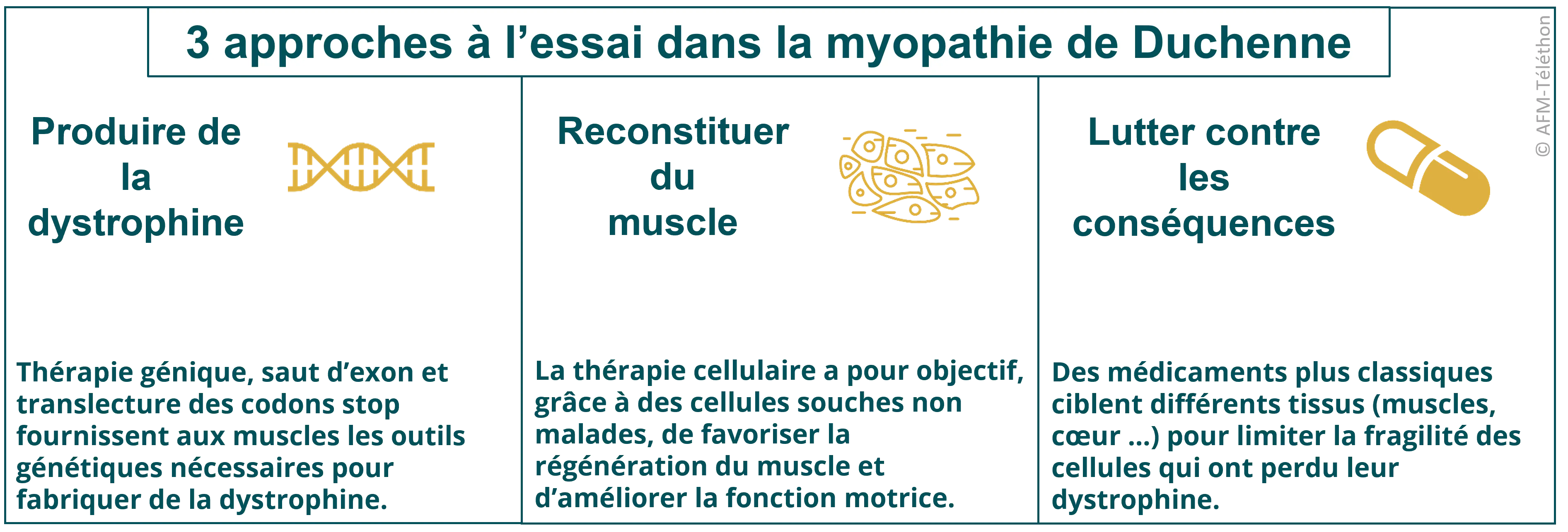 Infographie - 3 approches à l’essai dans la myopathie de Duchenne