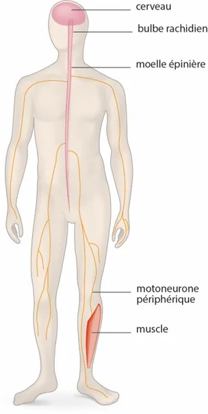 Infographie Amyotrophie spinale - Motoneurone périphérique