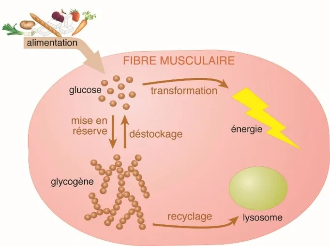 Infographie - Fibre musculaire