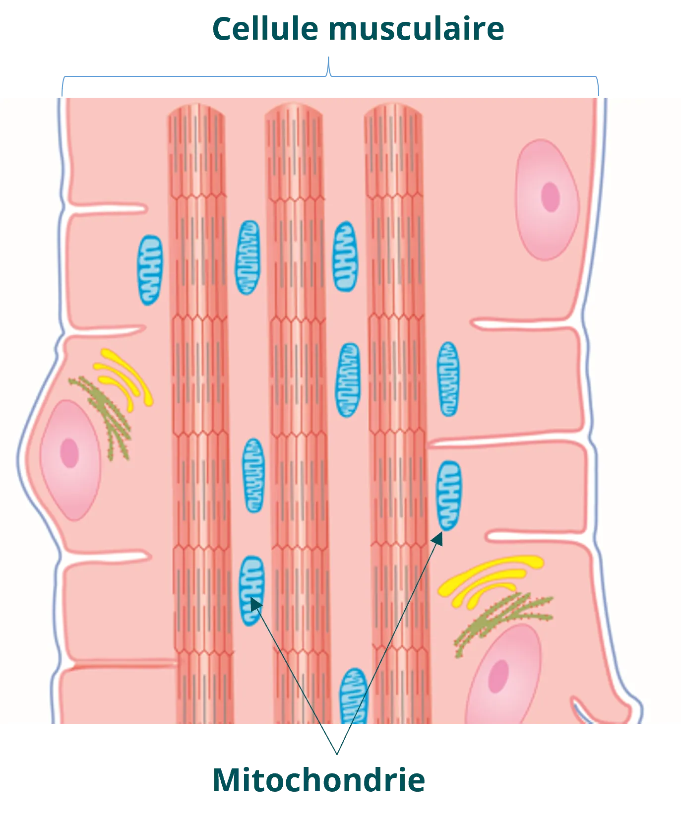 Infographie - Les mitochondries dans le muscle