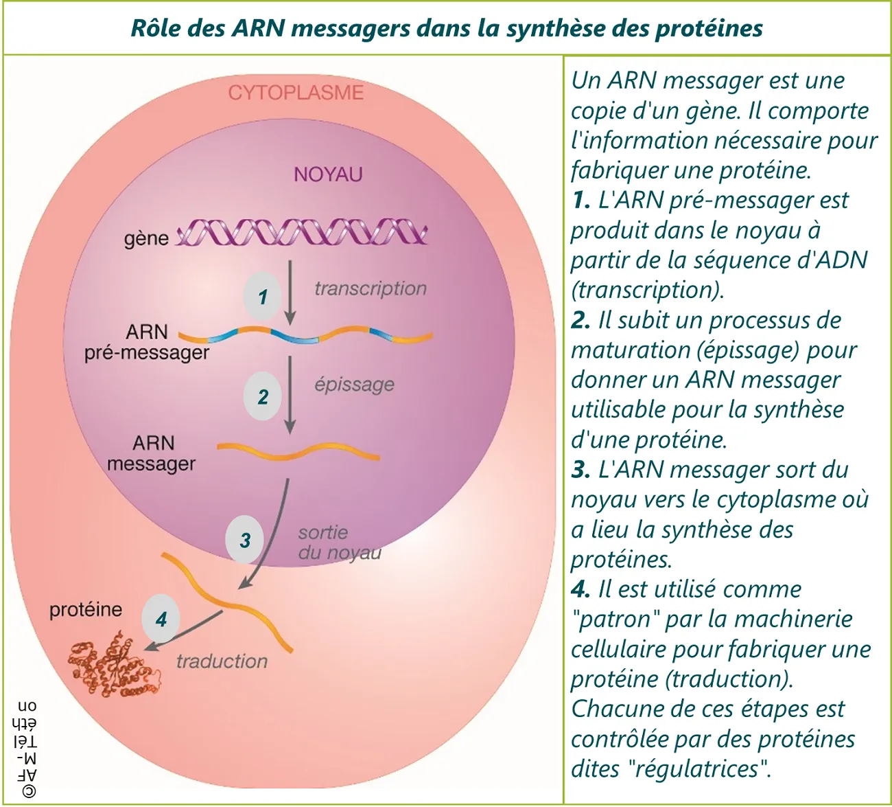 Rôles des ARN messagers dans la synthèse des protéines
