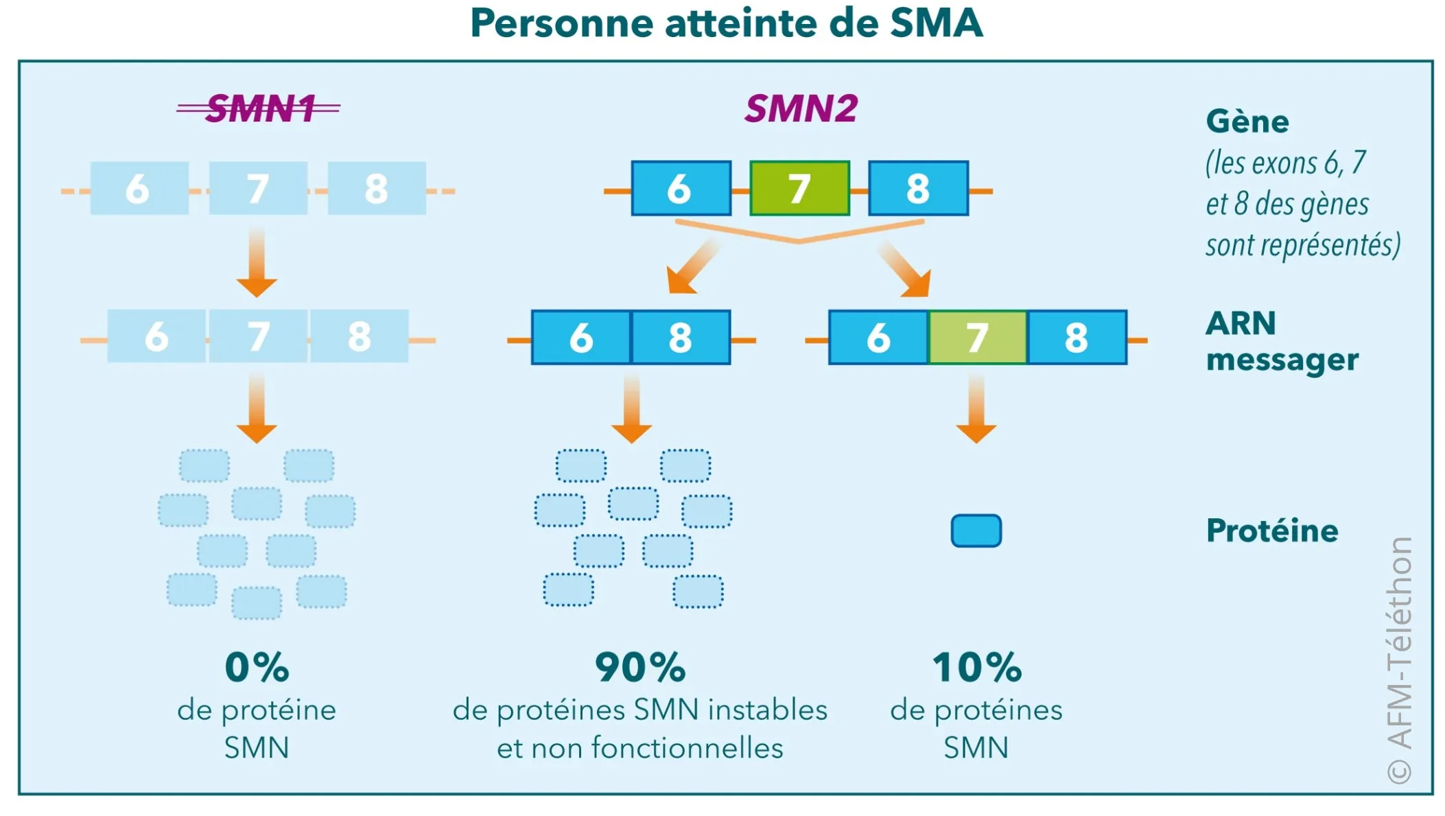 Infographie : Personne atteinte de SMA