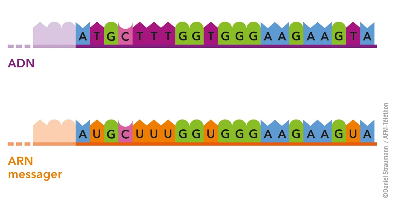 Séquence d'ADN et ARN Messager