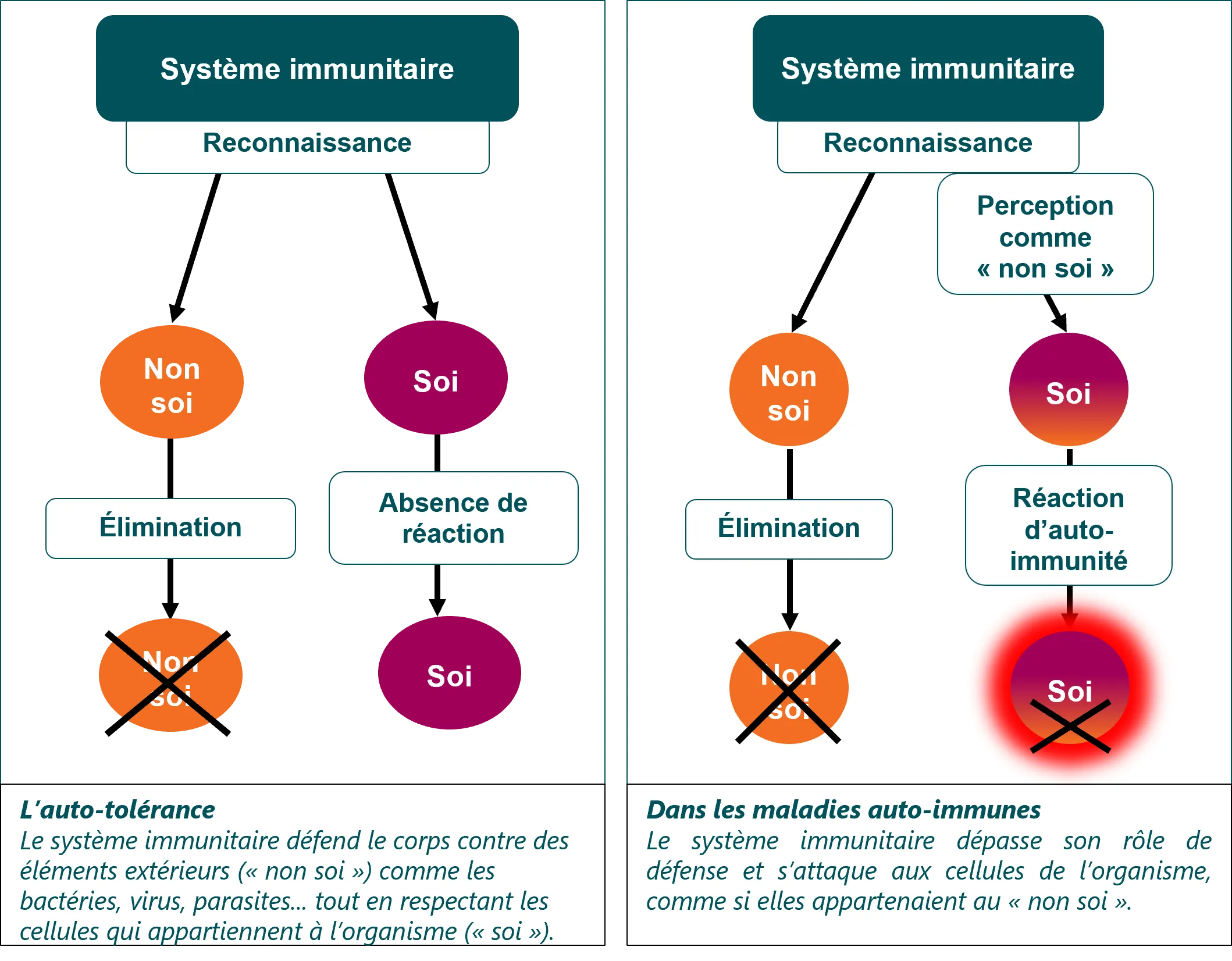 Infographie Système immunitaire