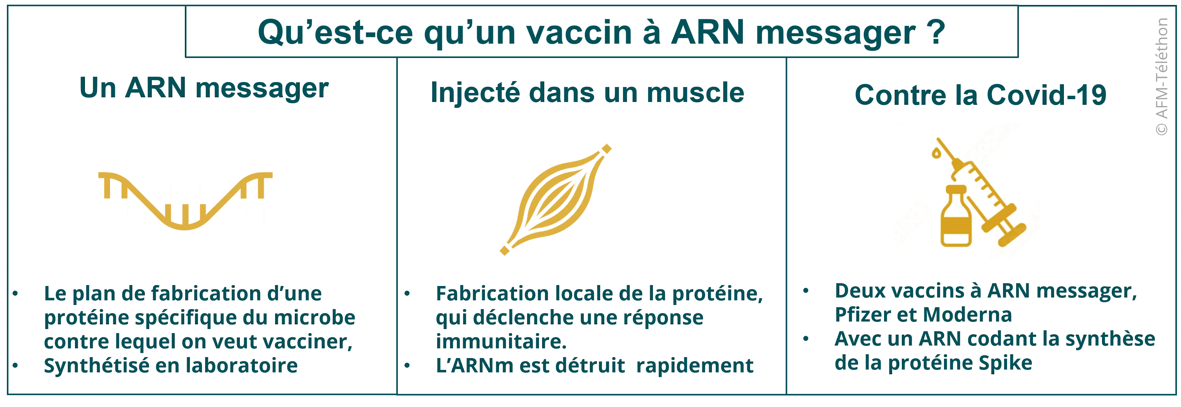 Infographie - Qu'est-ce qu'un vaccin ARN messager ?