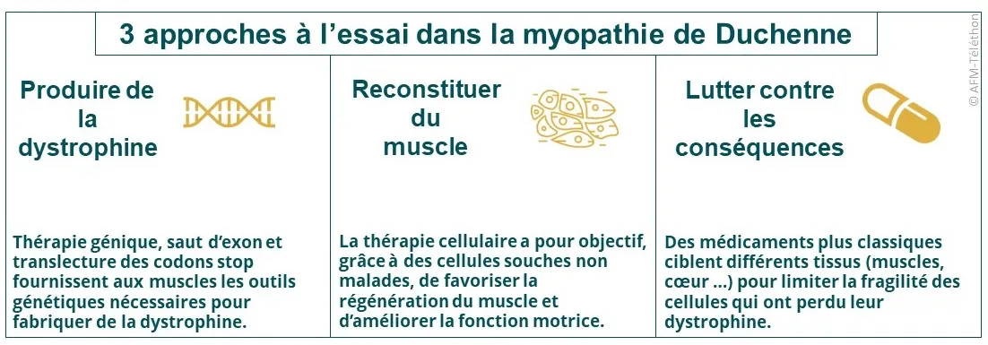 3 approches thérapeutiques dans la DMD