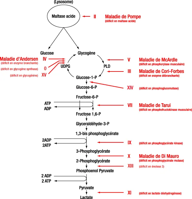 Infographie - Métabolisme du glucose
