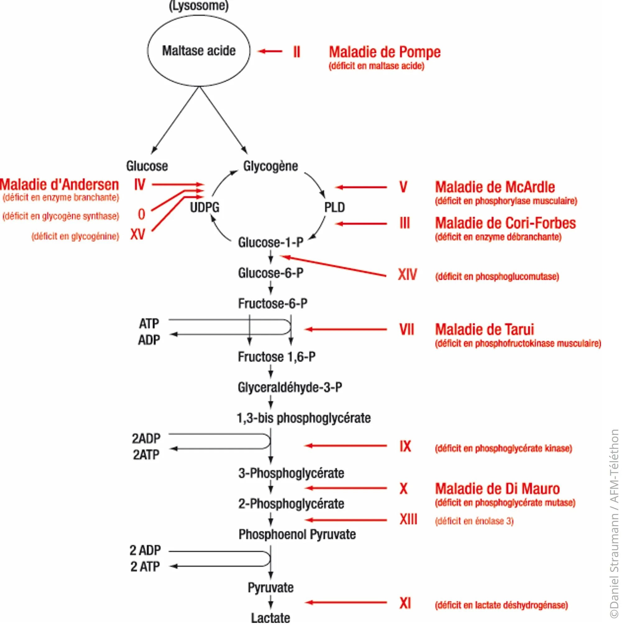 Schéma - Métabolisme du glucose