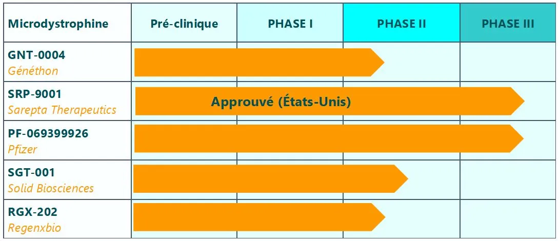 Tableau - Quatres microdystrophines en développement