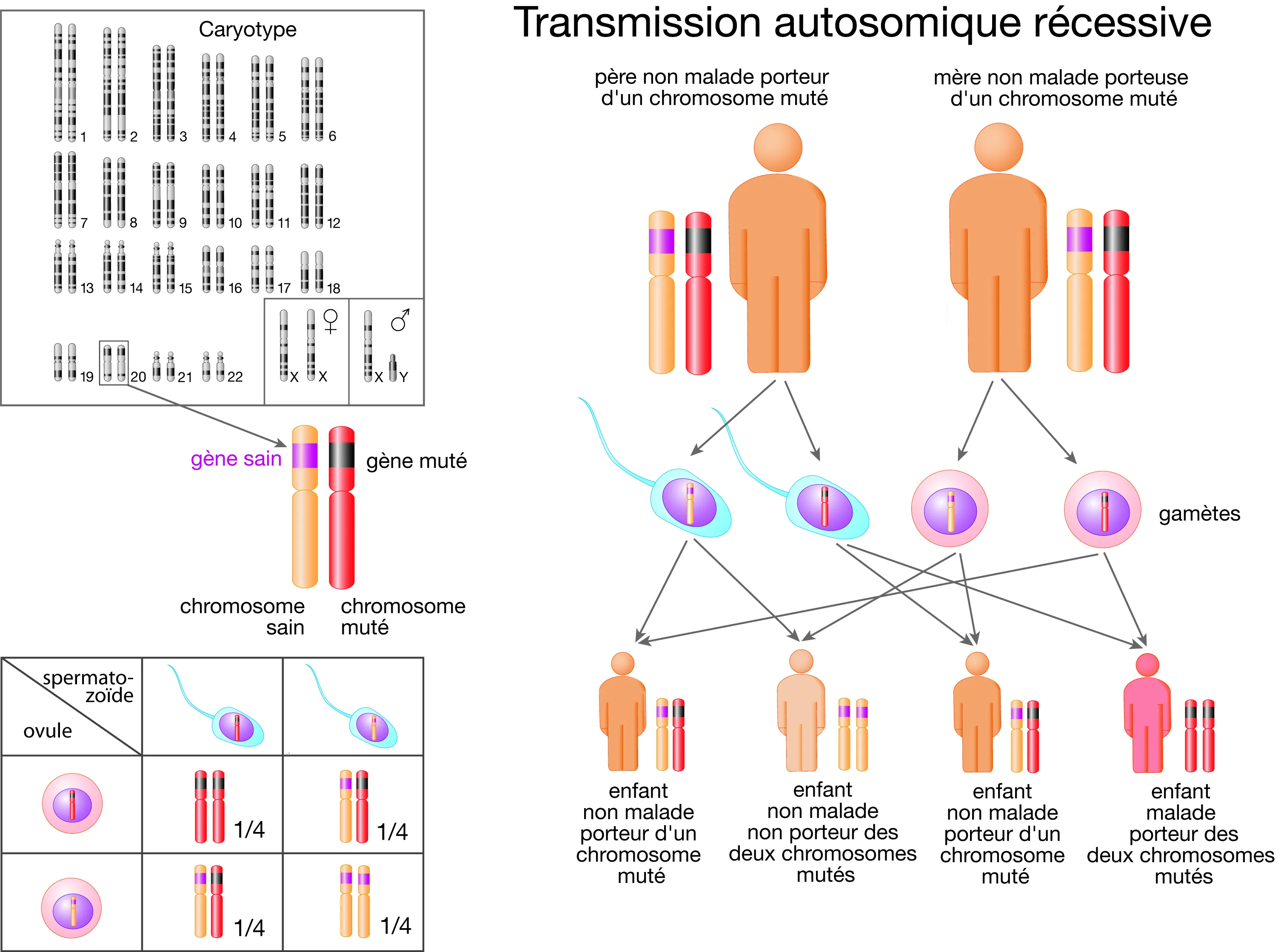 Description de la transmission d'une anomalie présente dans un gène situé sur un des autosomes (chromosomes non sexuels) dans le cas d'une transmission dite récessive